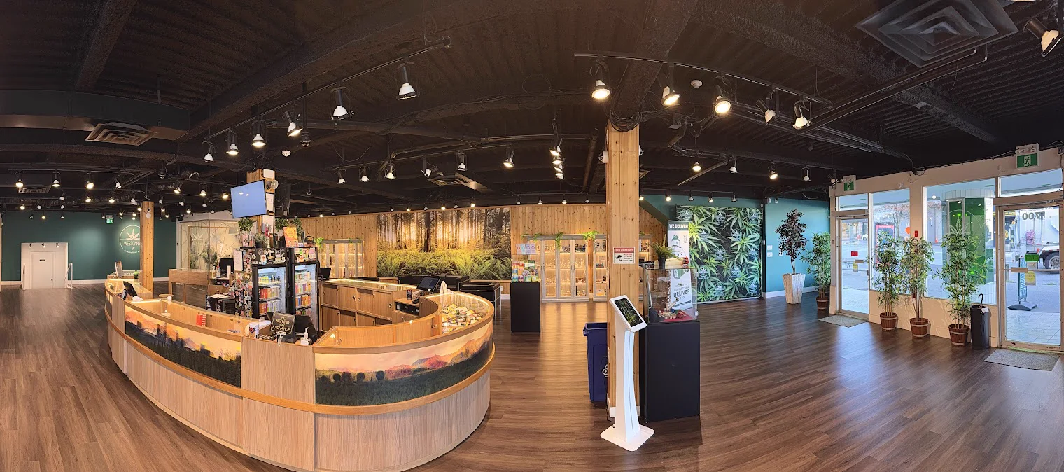 Inside WestCanna Broadway, end to end: the round counter with its mountain wrap, the forest mural, the display cabinets and the plants by the front doors.