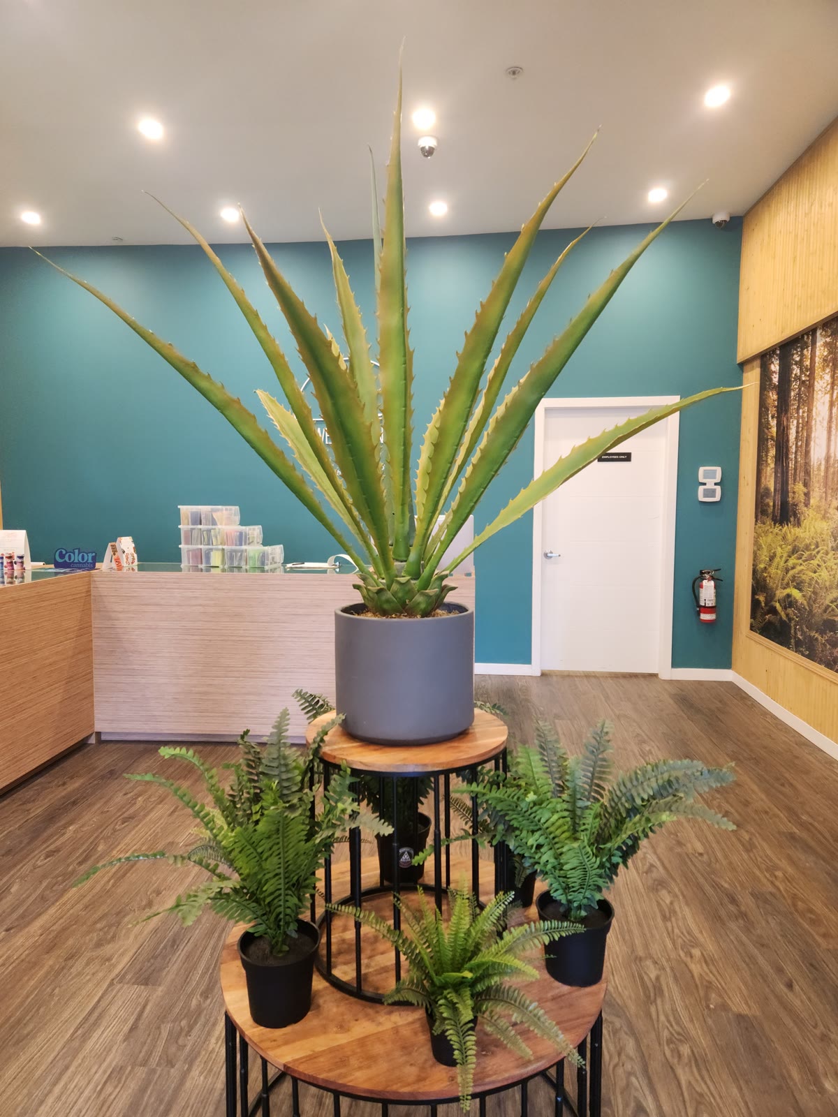 Inside 1286 Robson Street: a tall potted plant and ferns in front of the reception counter, a teal wall and a cedar-panelled door behind. No person is in frame.