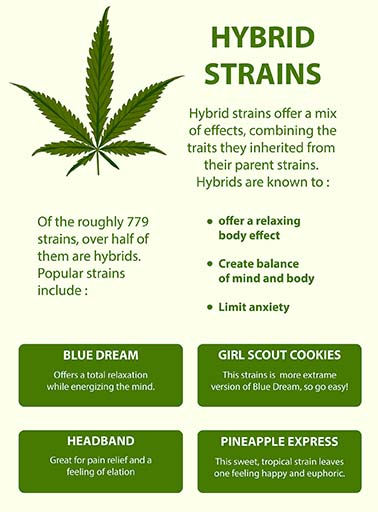 Hybrid Strains of Cannabis