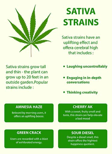 Sativa Strains of Cannabis